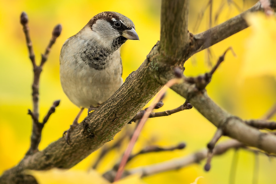 Spatz