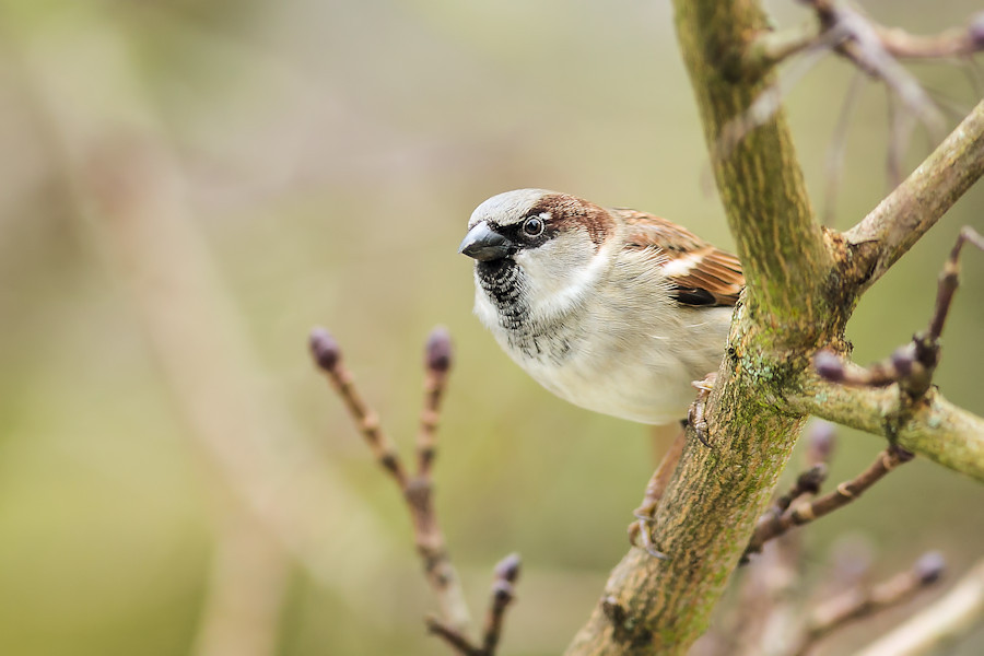 Spatz