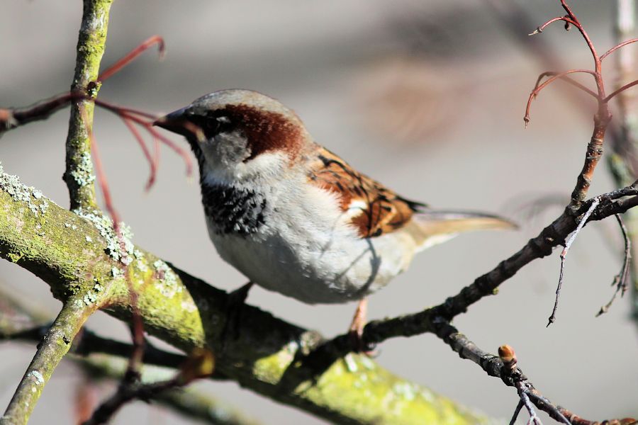 Spatz