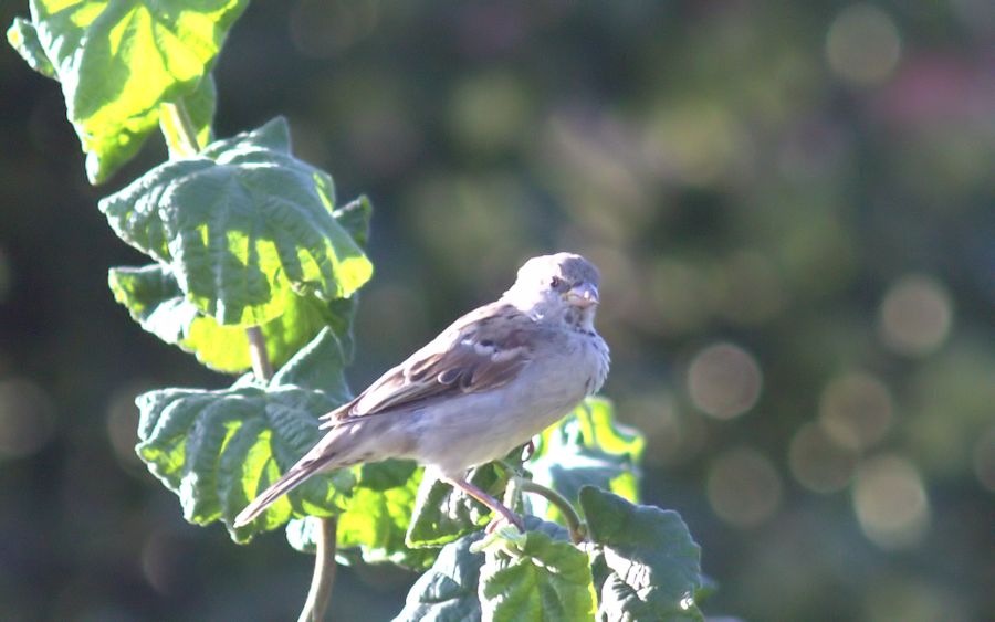 Spatz