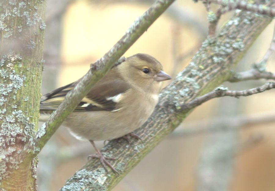 Spatz