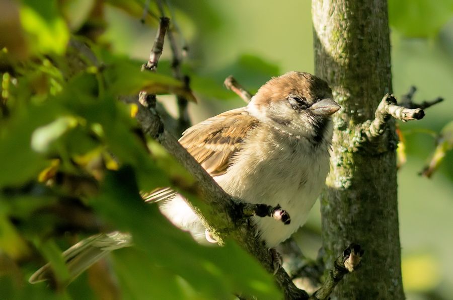 Spatz beim Mittagsschlaf