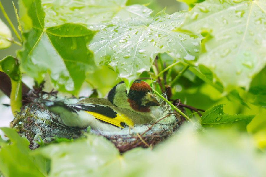 Stieglitz im Nest
