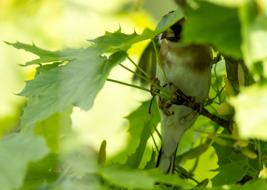 hier versteckt sich ein Stieglitz