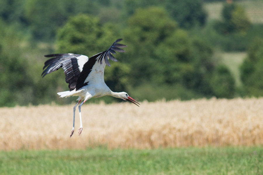 Weissstorch