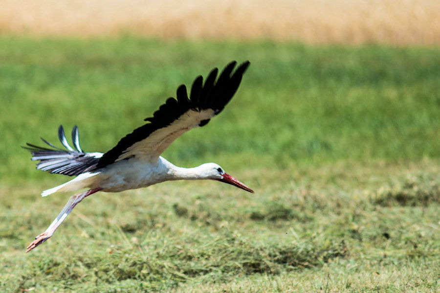 Weissstorch