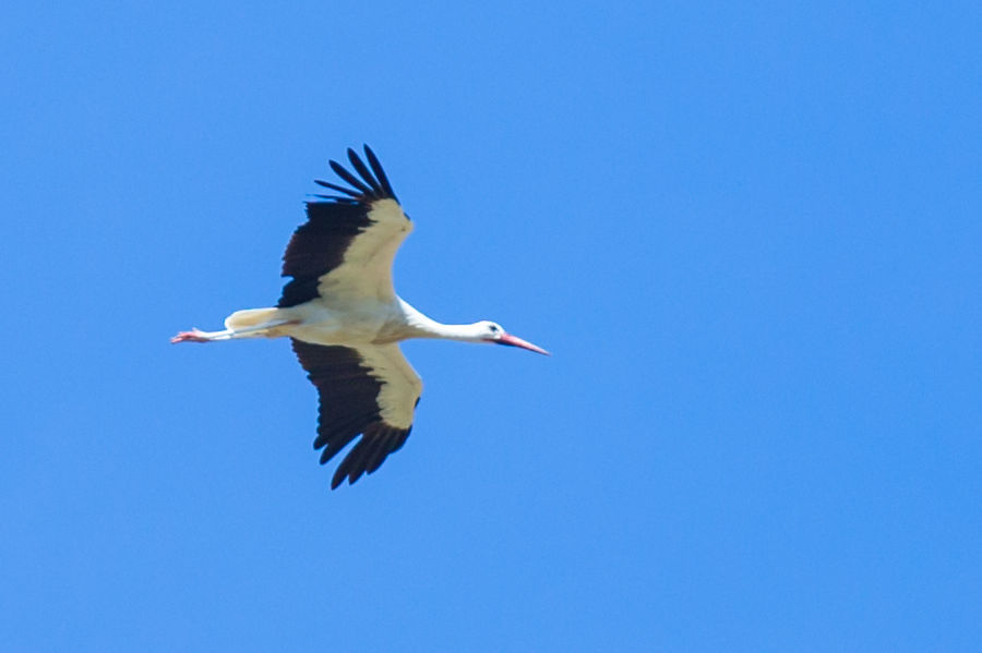 Weissstorch