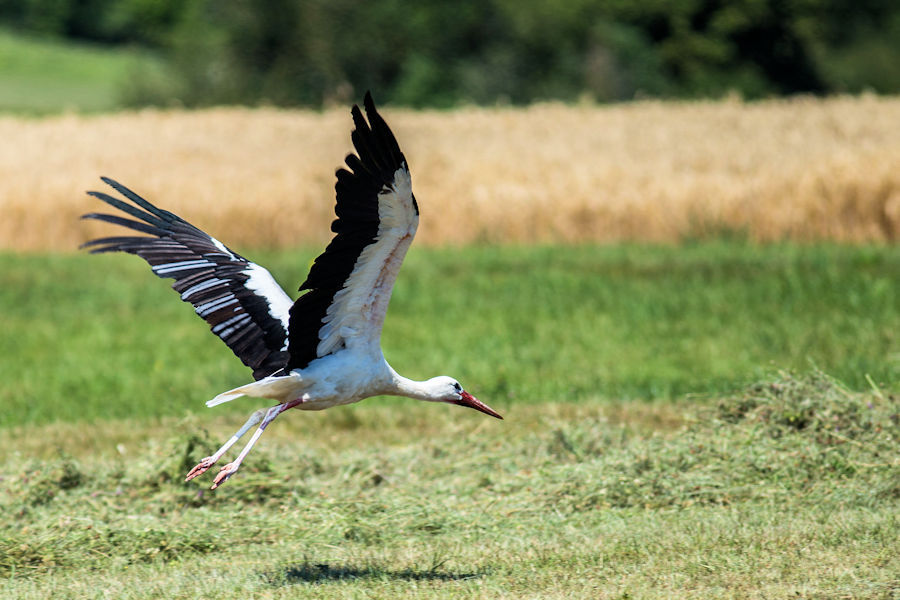 Weissstorch