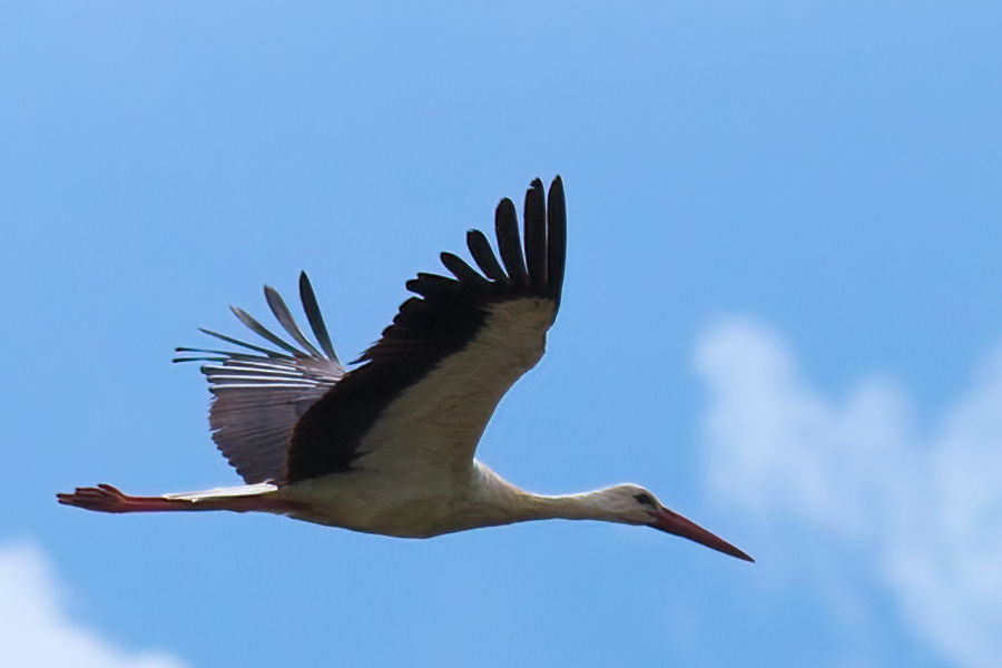 Weisstorch im Flug