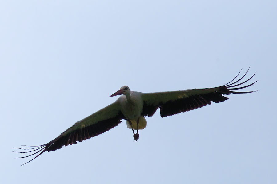 Weisstorch im Flug