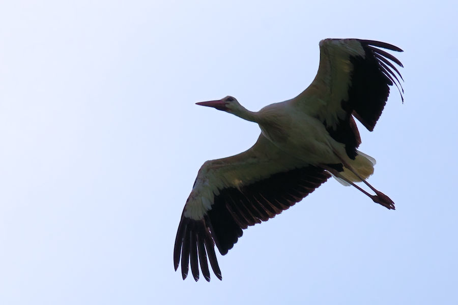 Weisstorch im Flug