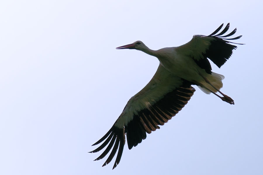 Weisstorch im Flug