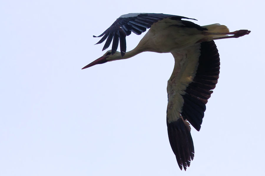 Weisstorch im Flug