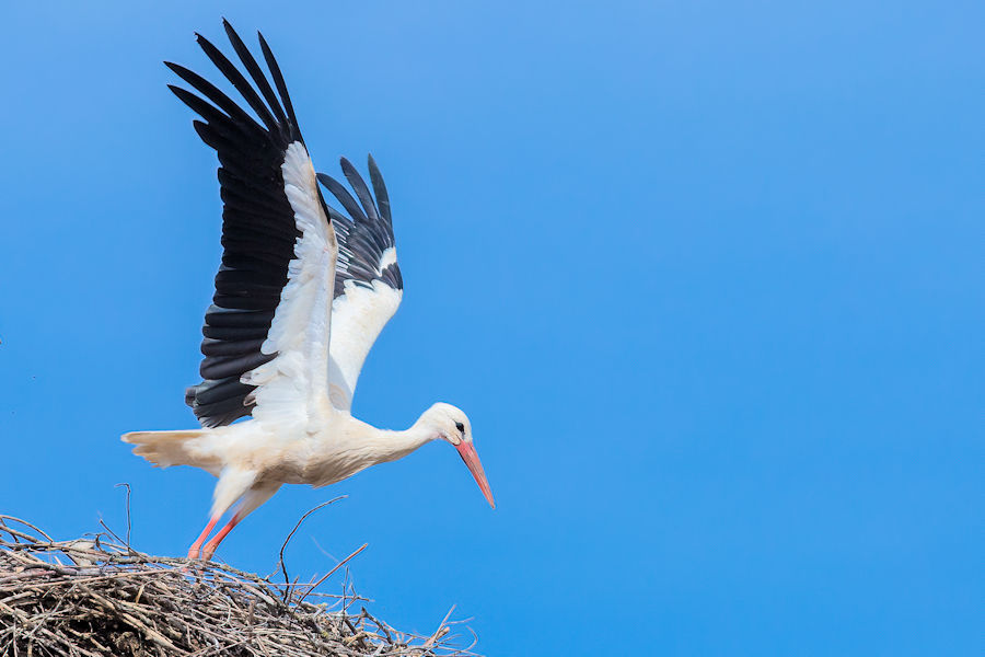 Weissstorch beim Abflug