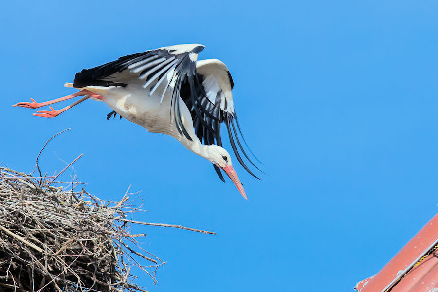 Weissstorch beim Abflug