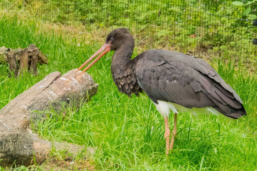 Schwarzstroch im Wildpark Bad Mergentheim