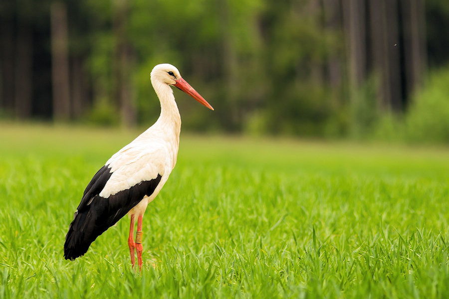 Storch