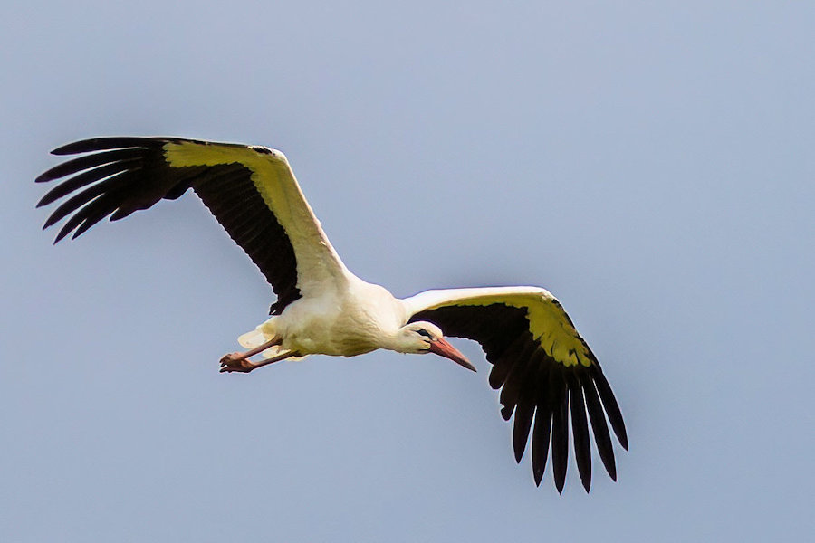 Storch