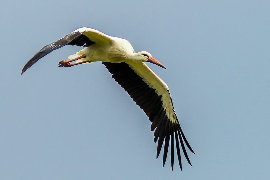 Storch