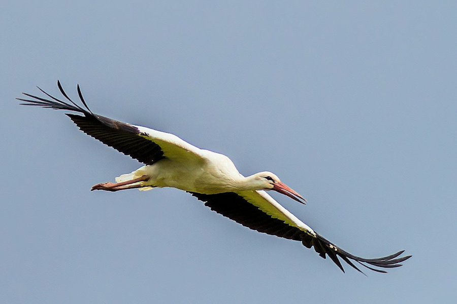 Storch