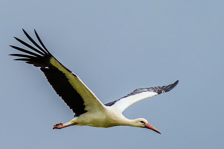 Storch