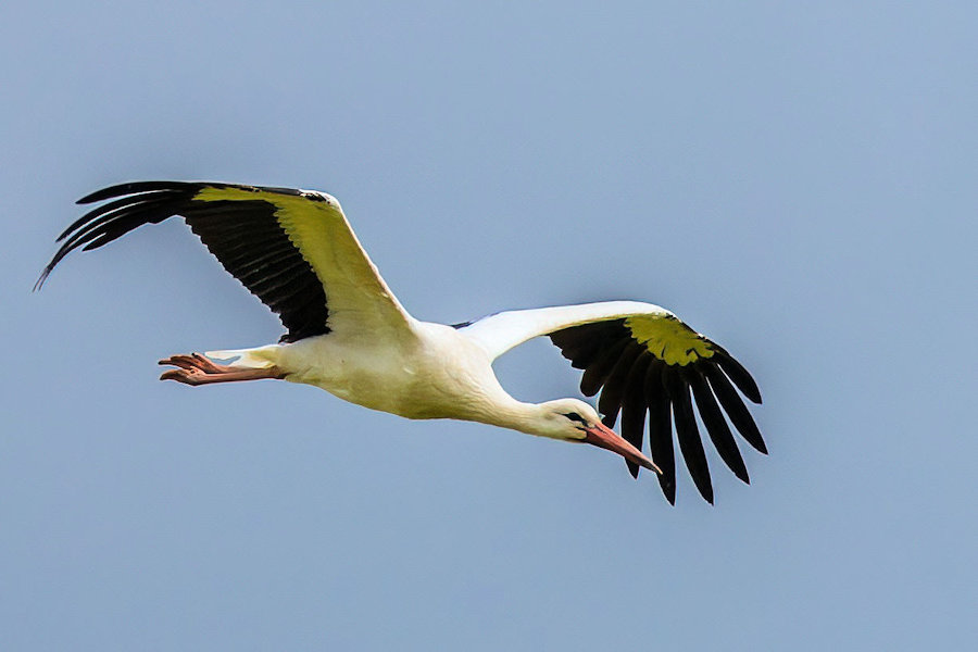 Storch
