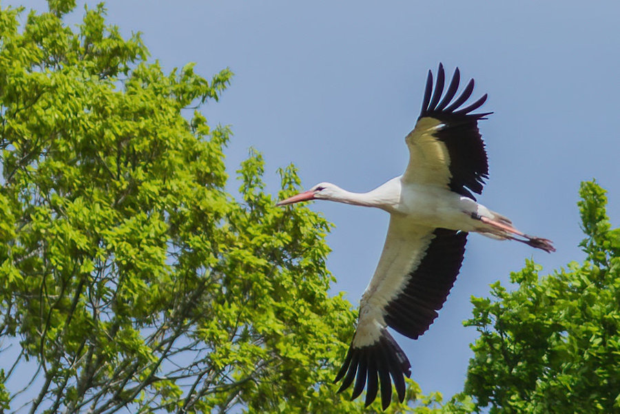 Storch