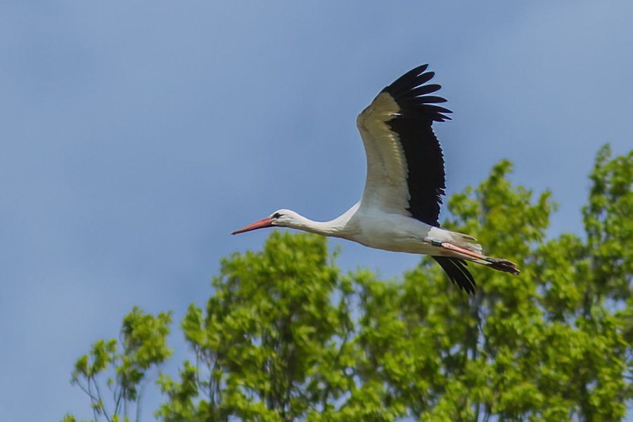 Storch