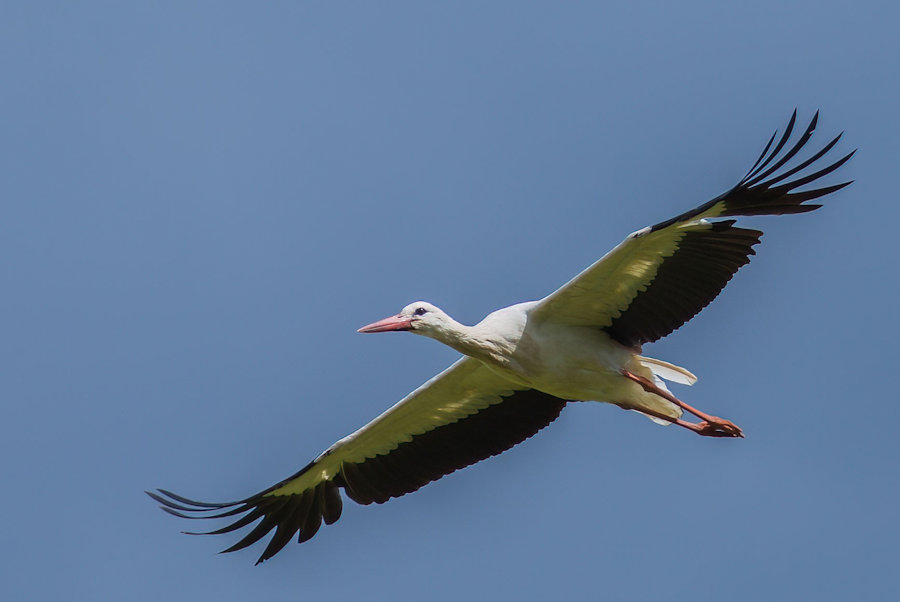 Storch