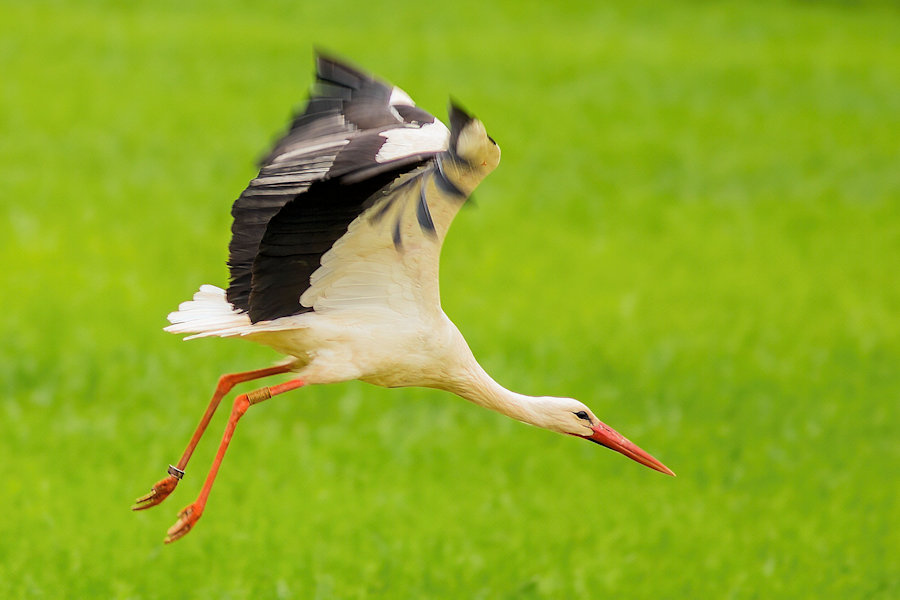 Storch im Flug