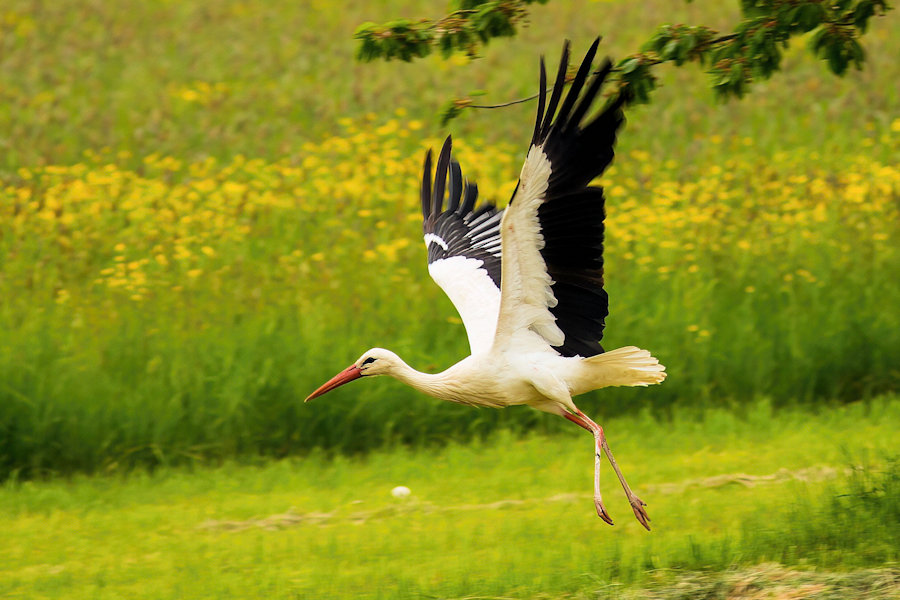 Storch im Flug