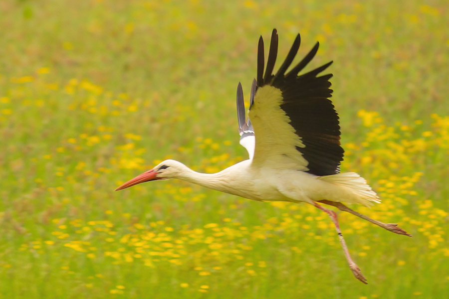 Storch im Flug