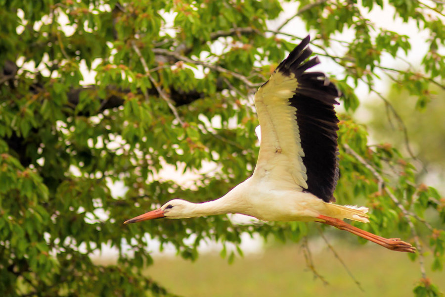 Storch im Flug