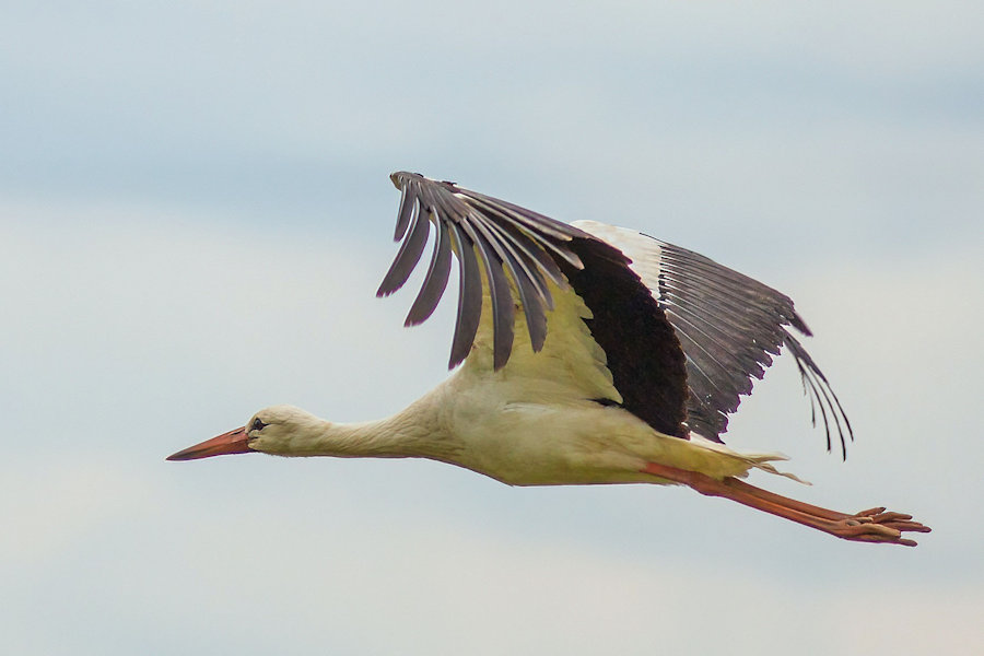 Storch im Flug