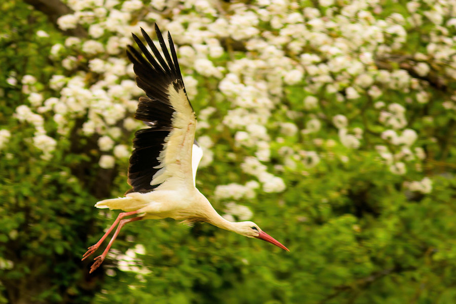 Storch im Flug
