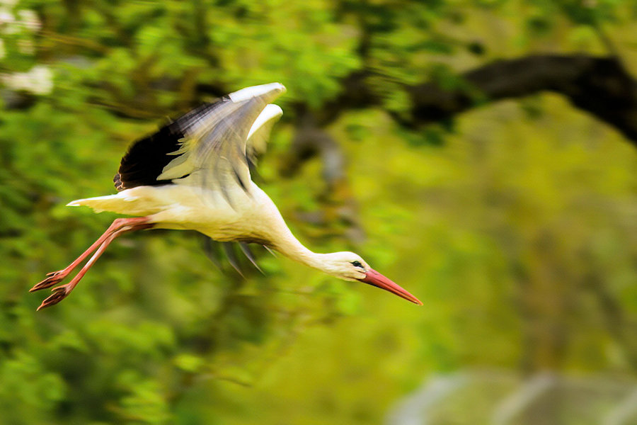 Storch im Flug