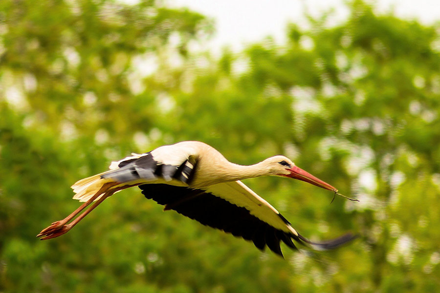 Storch im Flug