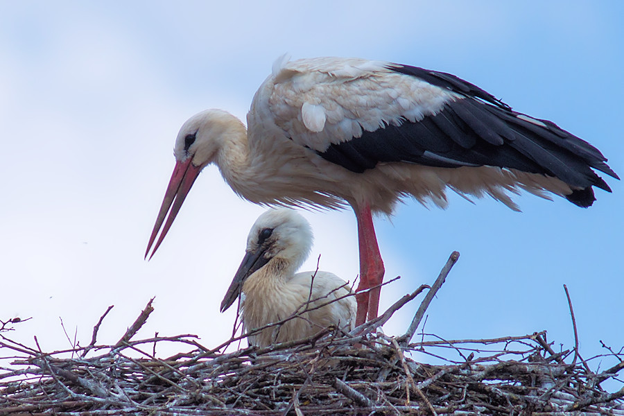 Jungstorch Raini mit einem Elternteil