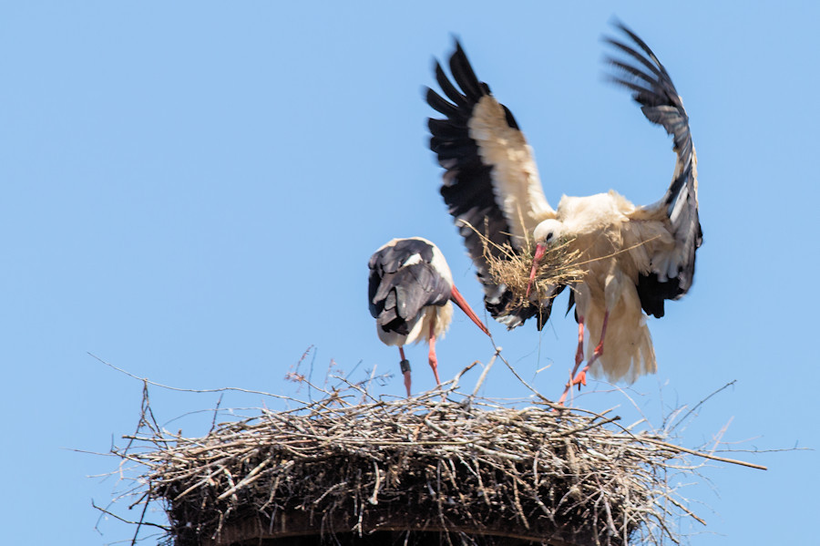 Storch