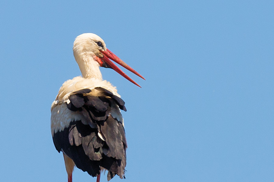 Storch