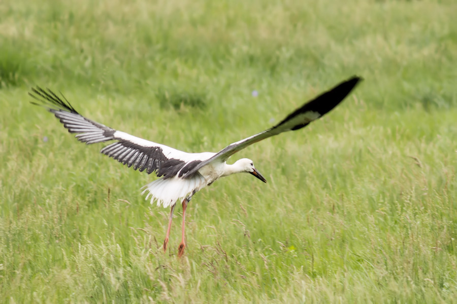 Storch