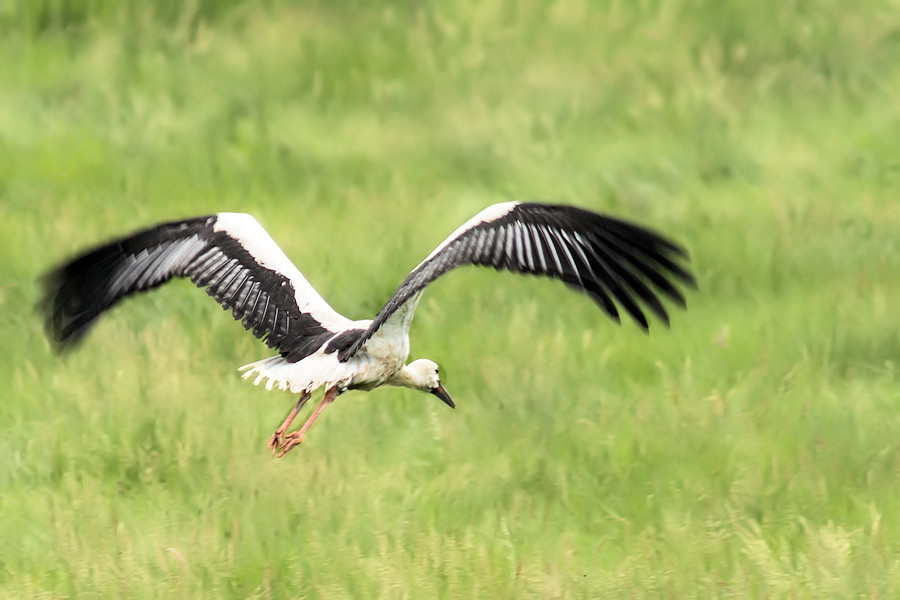 Storch