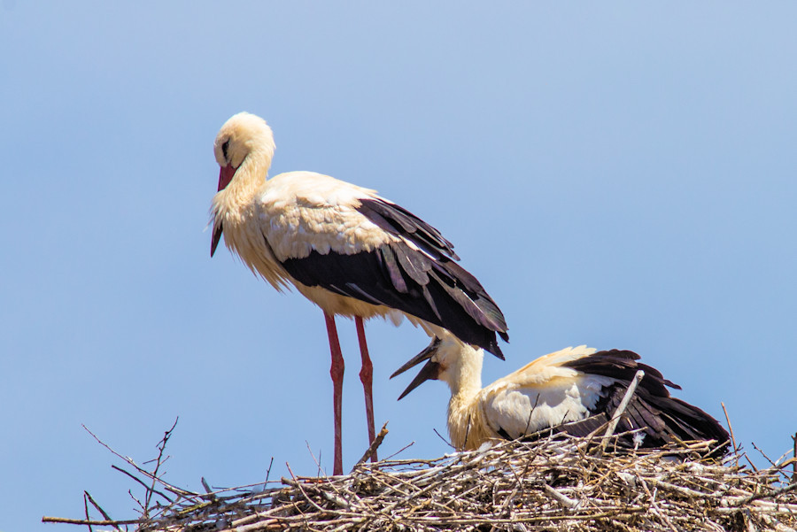 Storch Raini mit Elternteil