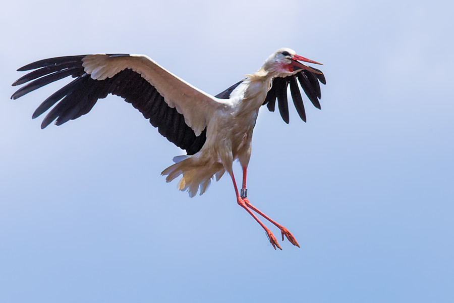 Storch im Landeanflug