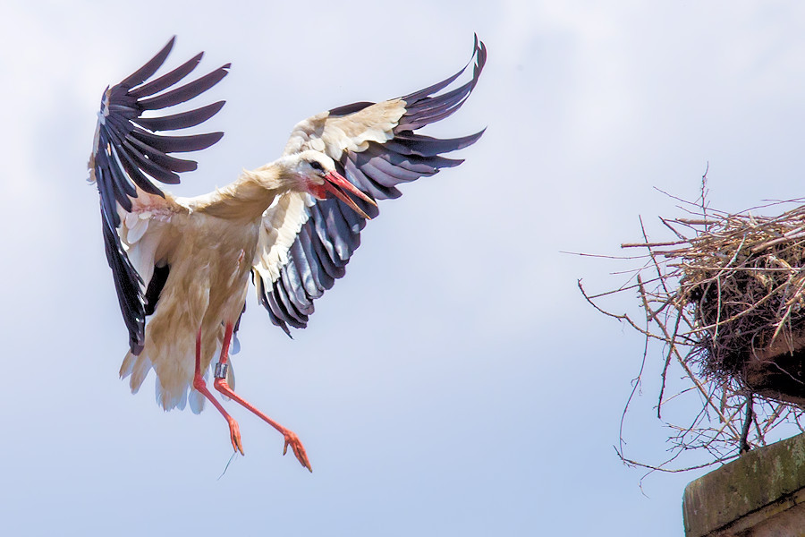 Storch im Landeanflug