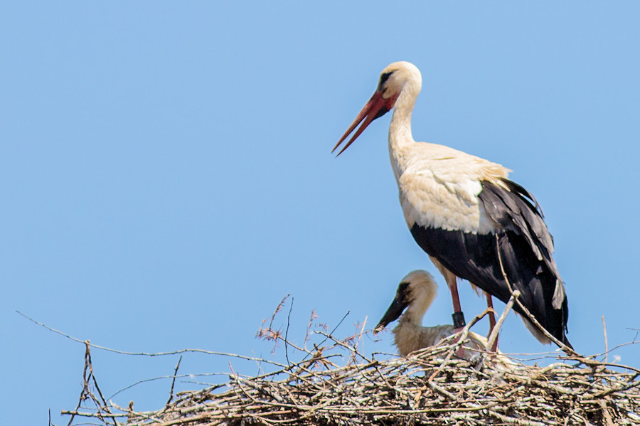 Storch mit Jungem