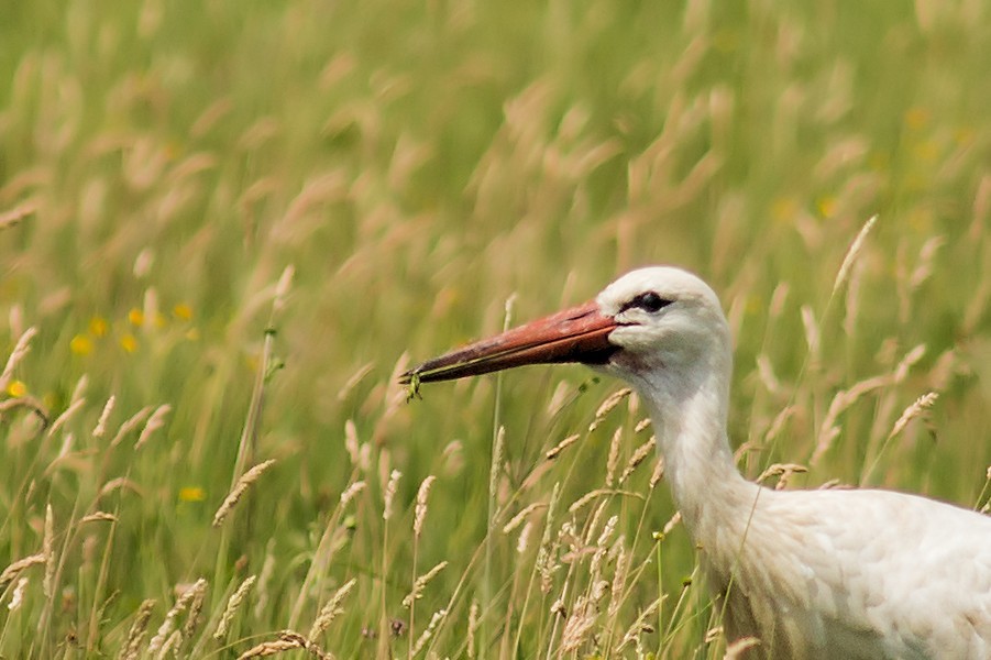 Storch mit kleinem Frosch