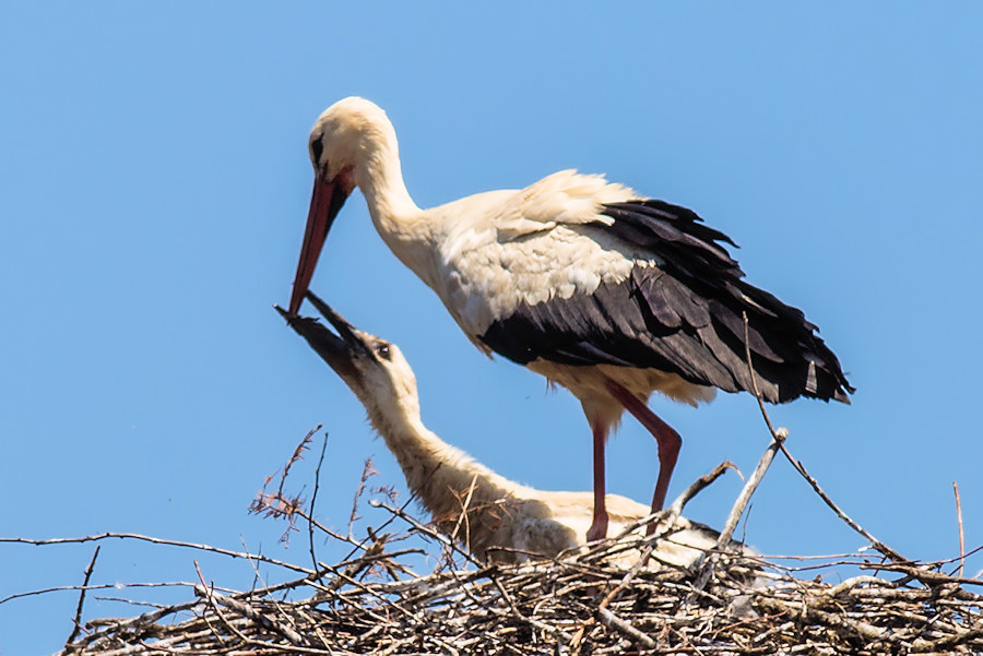 Storch mit seinem Jungen Raini