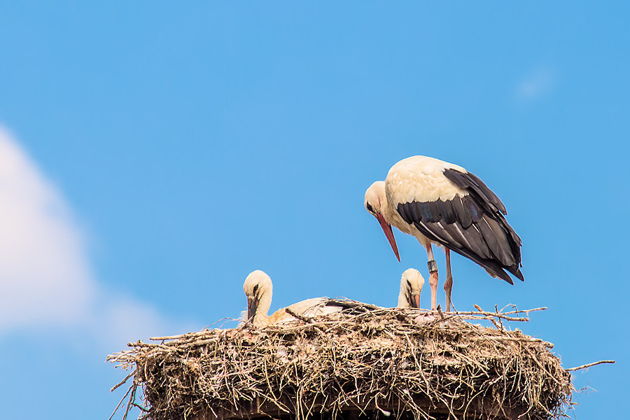 Storch mit zwei Jungen