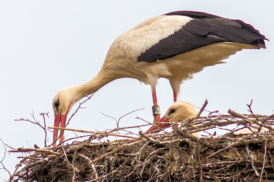 Storchenpaar im Nest